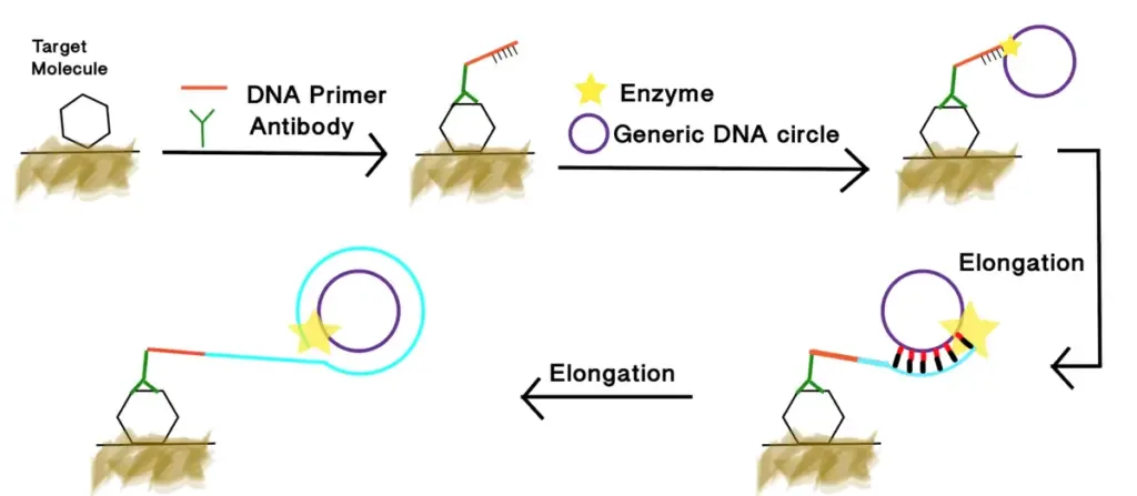 illustration of immuno-RCA
