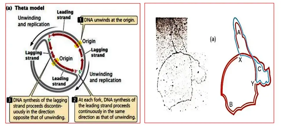 Theta Model of Replication
