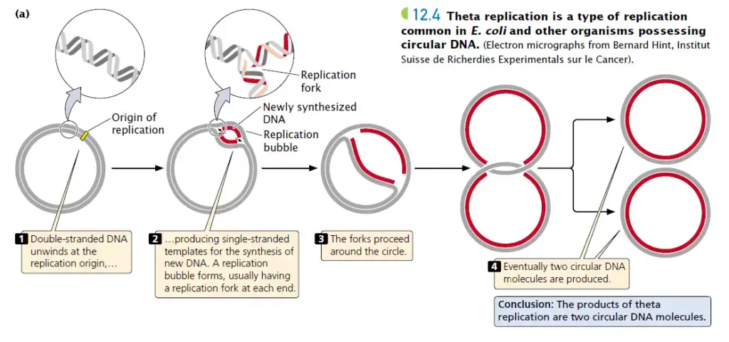 Procedure of Theta (θ) Model of Replication
