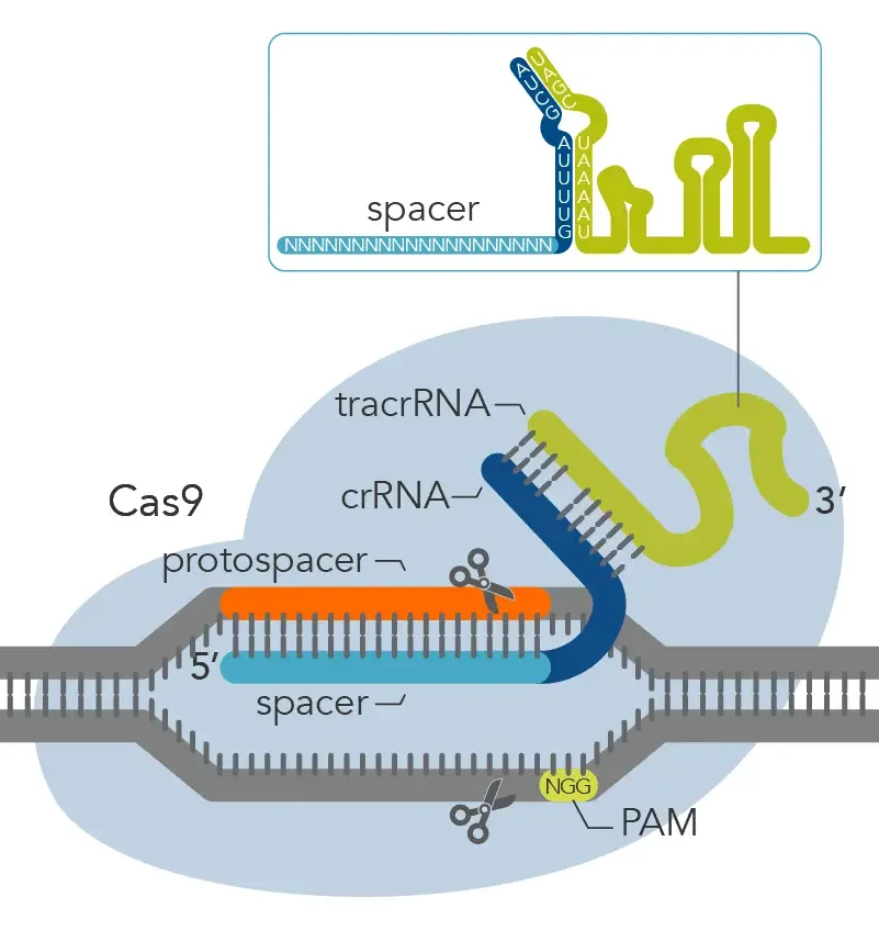 PAM sequences