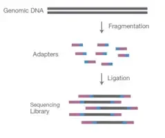 Creating an NGS library by fragmenting a DNA sample and ligating specialised adapters to both fragment ends. 