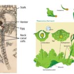 Archegoniate - Unifying features of archegoniates, Transition to land habit, Alternation of generations