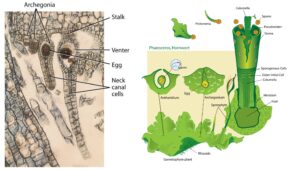 Archegoniate – Unifying features of archegoniates, Transition to land habit, Alternation of generations