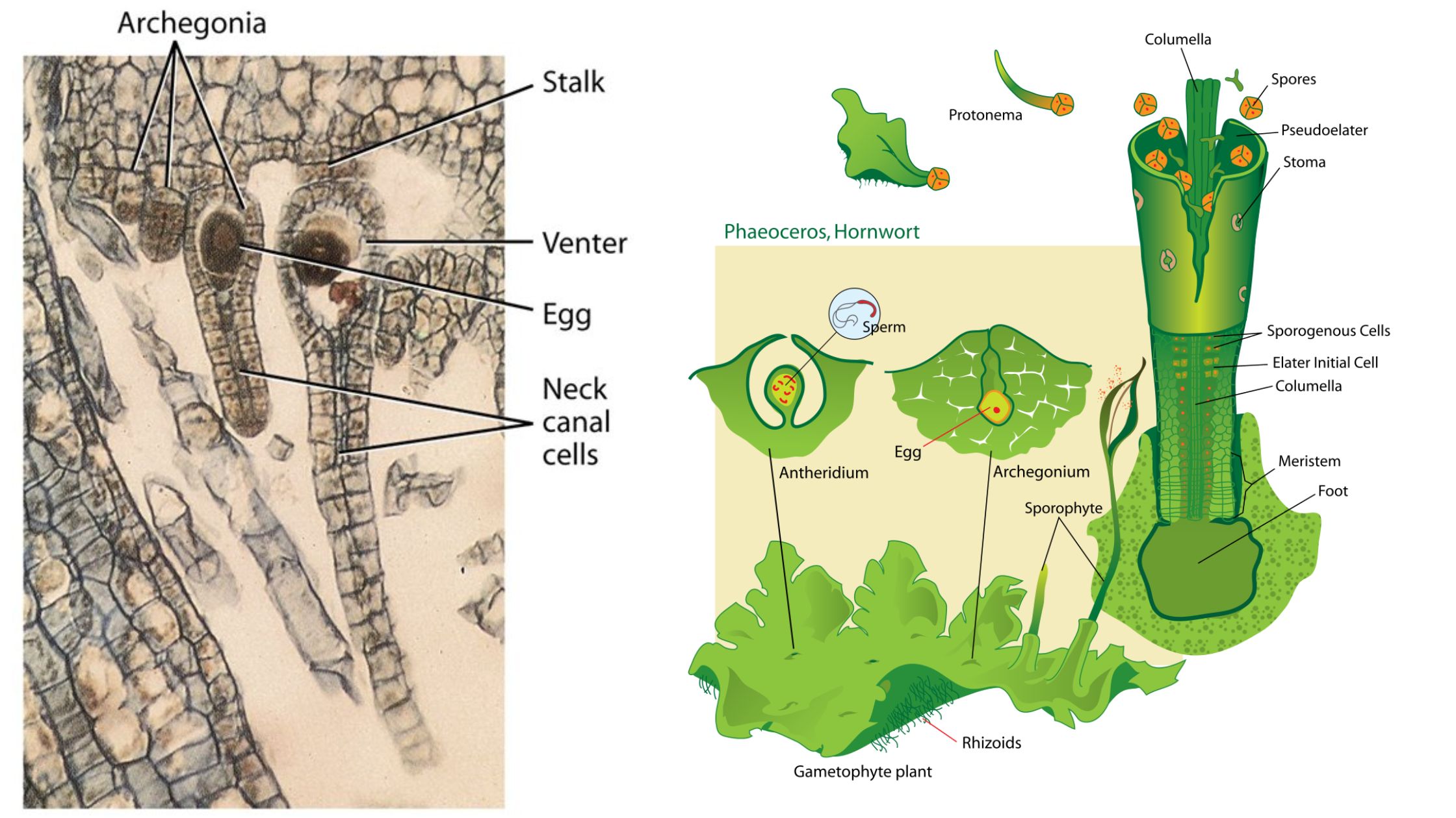 Archegoniate - Unifying features of archegoniates, Transition to land habit, Alternation of generations