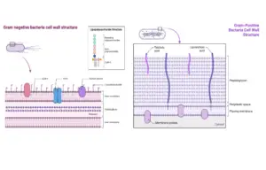 Cell Wall Synthesis Inhibitors – Mechanism, Examples