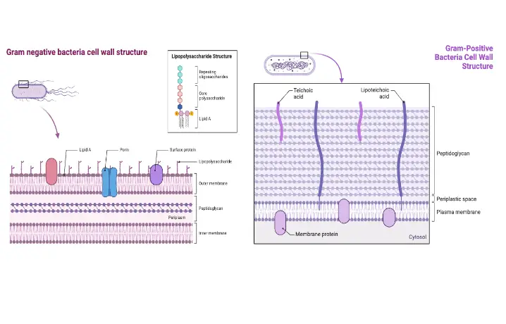Cell Wall Synthesis Inhibitors - Mechanism, Examples