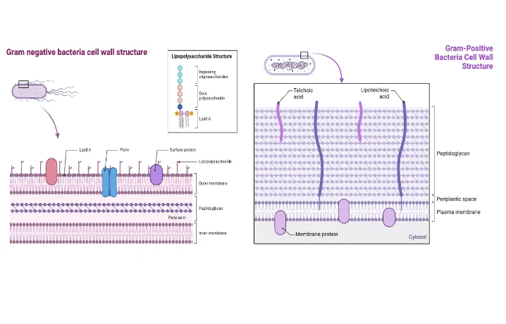 Cell Wall Synthesis Inhibitors - Mechanism, Examples