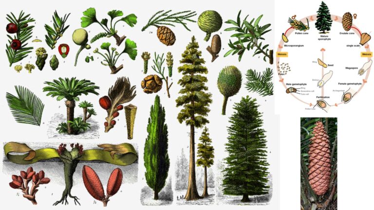 Gymnosperms - Characteristics, Life Cycle, Examples, Importance