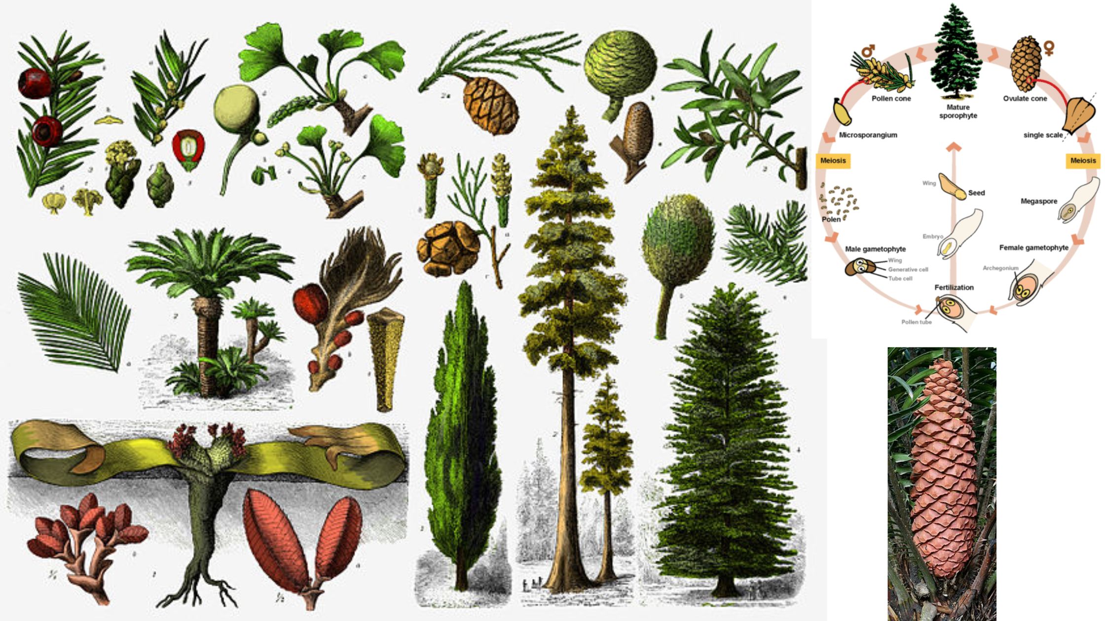 Gymnosperms - Characteristics, Life Cycle, Examples, Importance