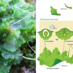 Hornworts - Morphology, Life Cycle, Importance, Examples