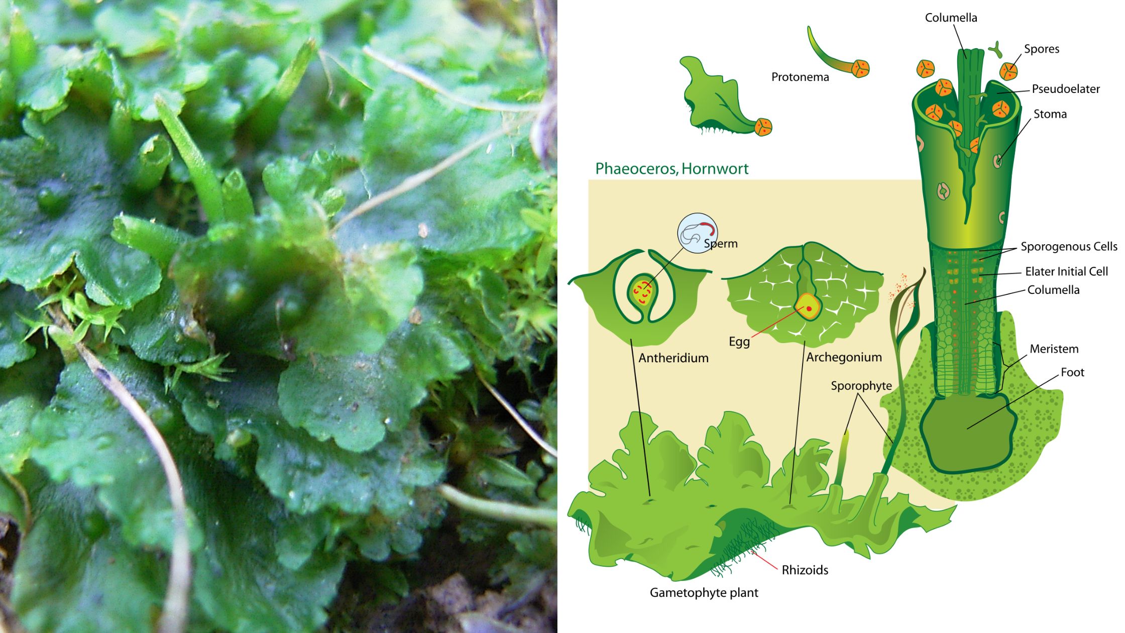 Hornworts - Morphology, Life Cycle, Importance, Examples