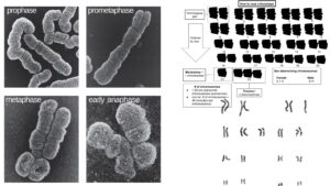 Karyotyping – Definition, Steps, Procedure and Applications