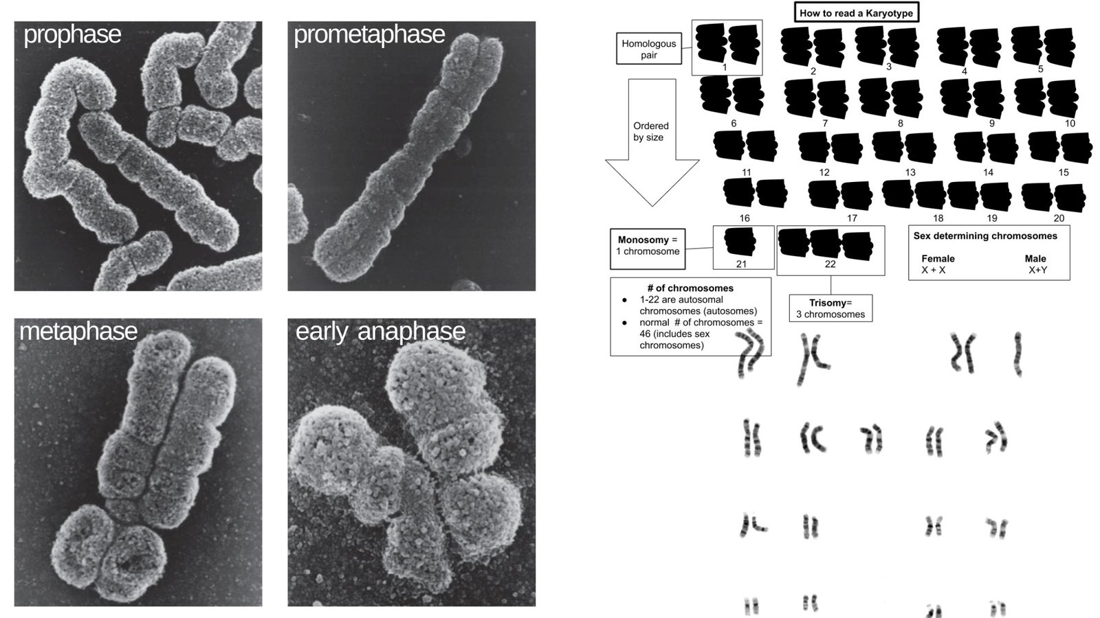 Karyotyping - Definition, Steps, Procedure and Applications