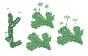 Liverworts – Characteristics, Morphology, Reproduction, Classification