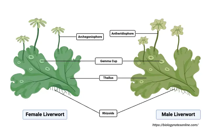 Liverworts diagram