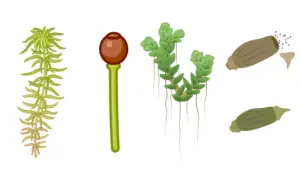 Mosses (Bryopsida) – Morphology, Characteristics, Reproduction, Uses, Examples