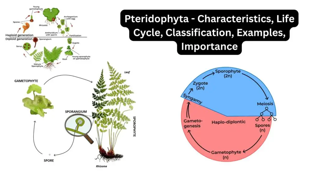 Pteridophyta - Characteristics, Life Cycle, Classification, Examples ...