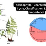 Pteridophyta - Characteristics, Life Cycle, Classification, Examples, Importance