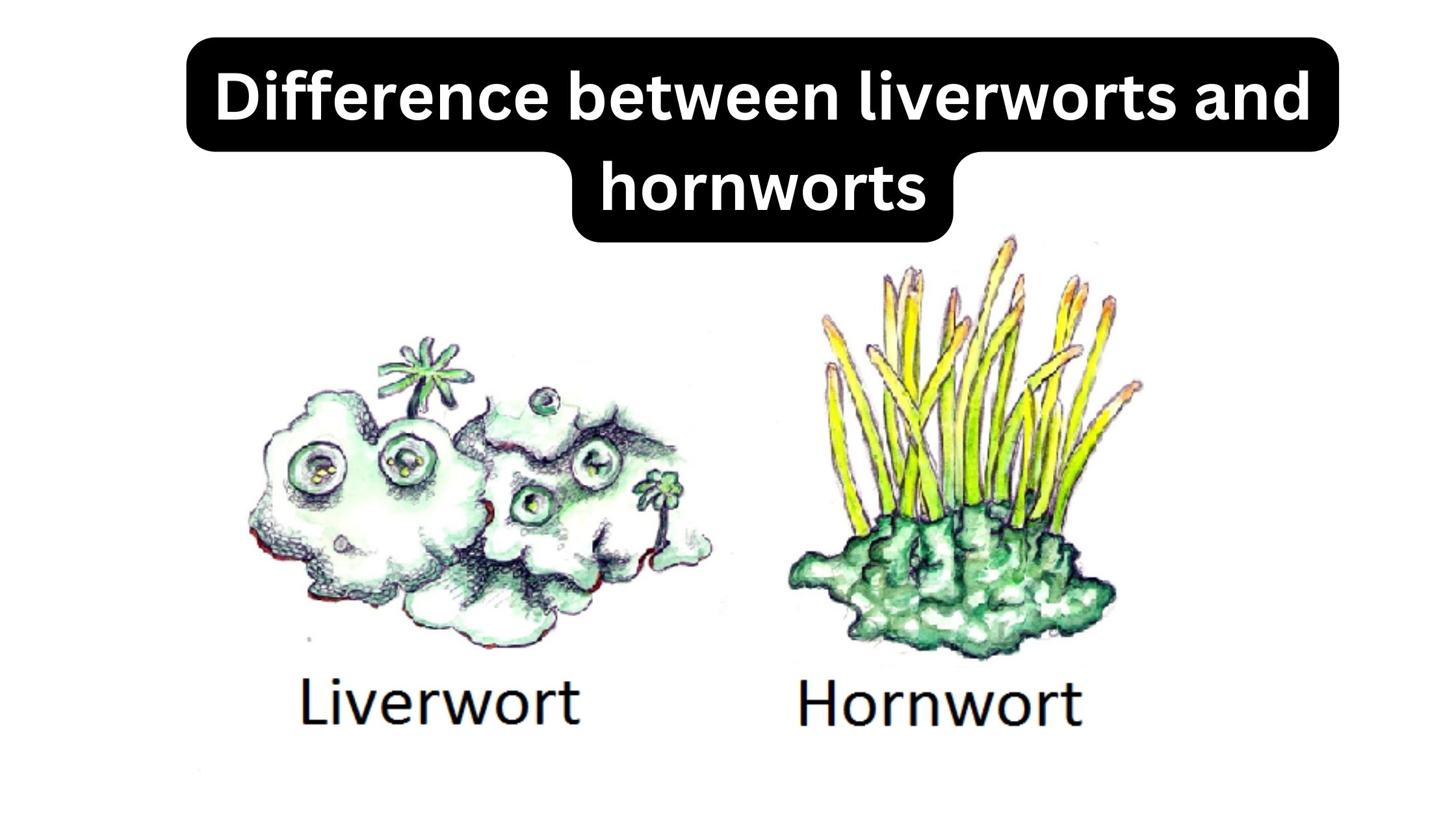 What's the difference between liverworts and hornworts?