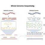 Whole Genome Sequencing - Principle, Types, Steps, Applications