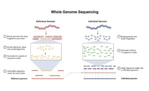 Whole Genome Sequencing – Principle, Types, Steps, Applications