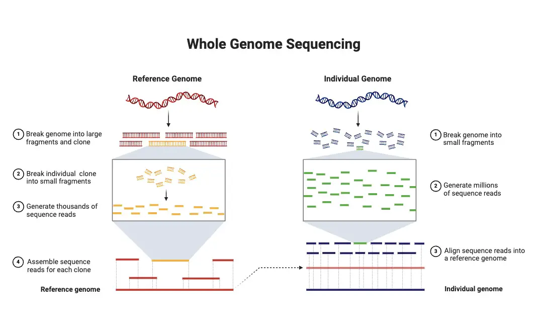 Whole Genome Sequencing - Principle, Types, Steps, Applications