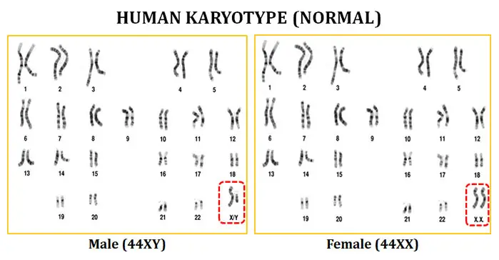 Human Karyotype