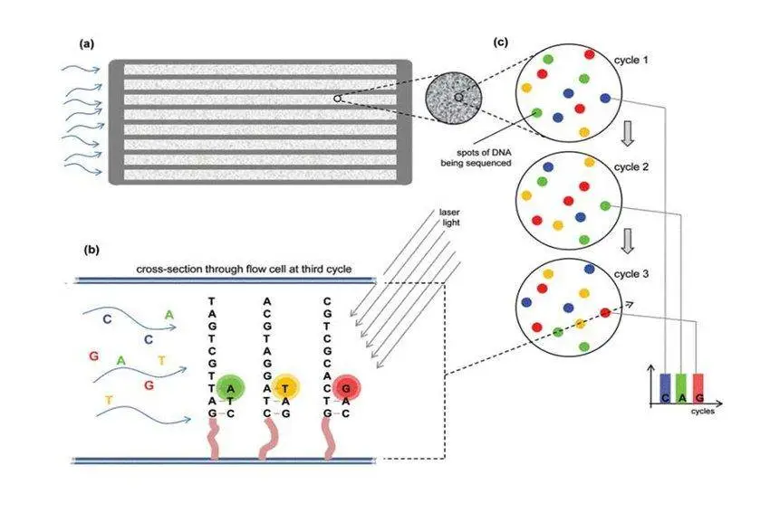 Next Generation Sequencing (NGS)