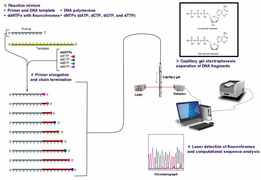 Sanger Sequencing 