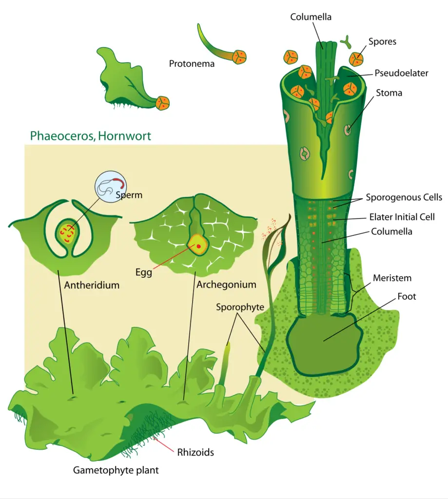 Life cycle of a typical hornwort Phaeoceros.