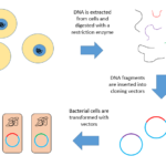 DNA Library - Types, Construction, Applications