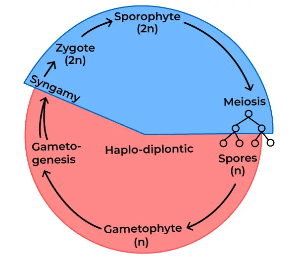 Life Cycle of Pteridophyta