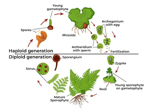 Life Cycle of Pteridophyta