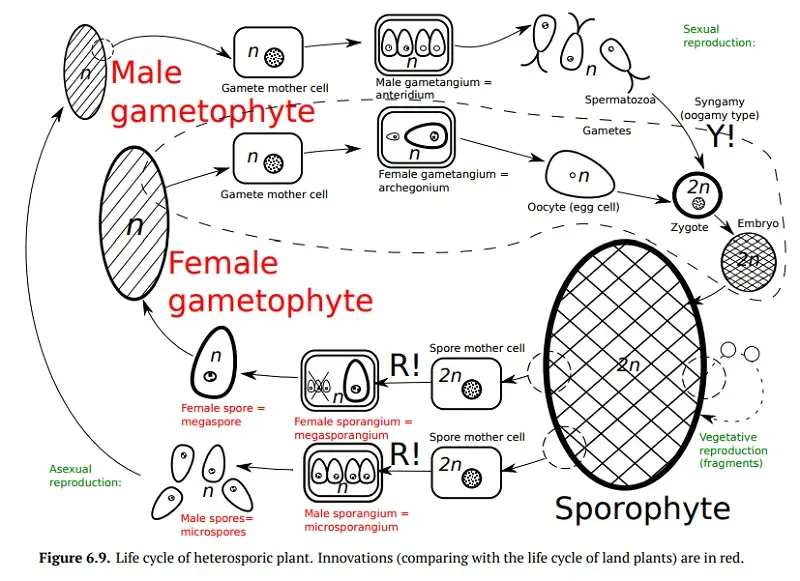 Life Cycle of Heterosporous Pteridophytes