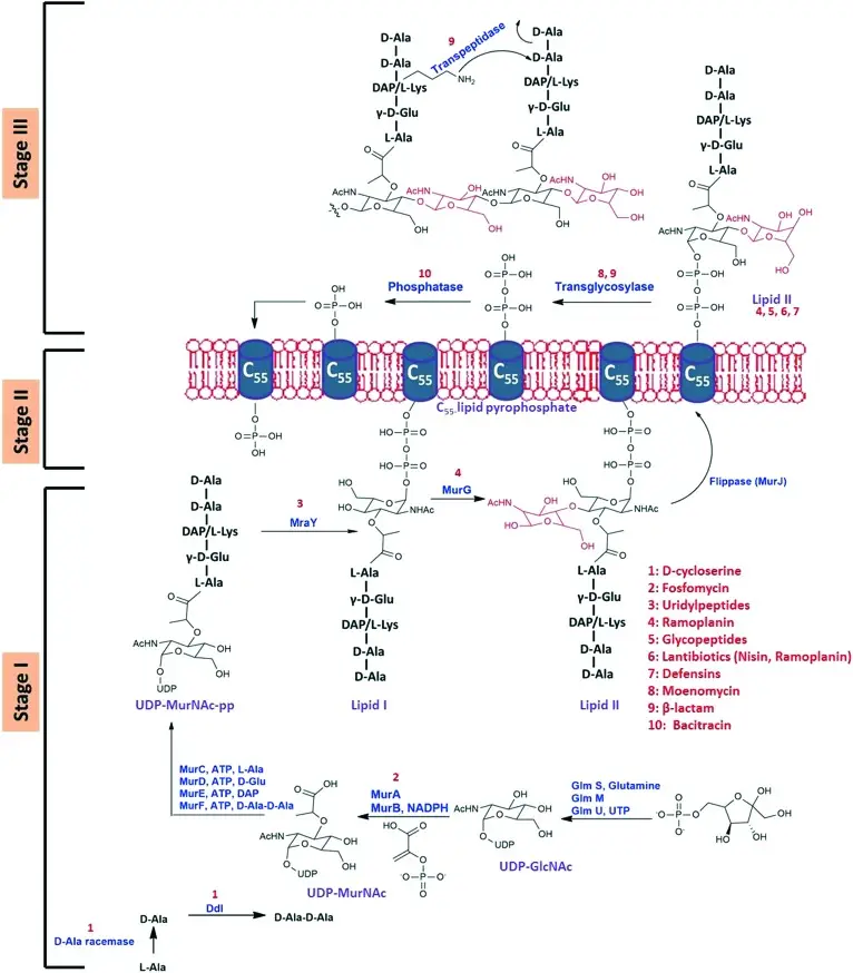 Bacterial cell wall biosynthetic pathway.
