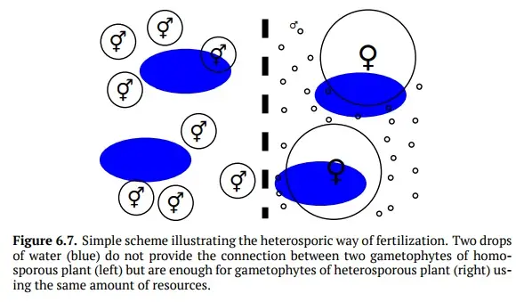 Heterospory