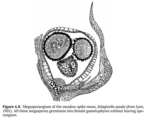 Megaspores