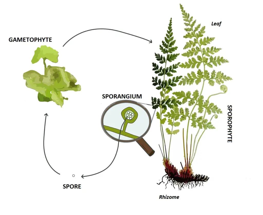 Pteridophyte life cycle
