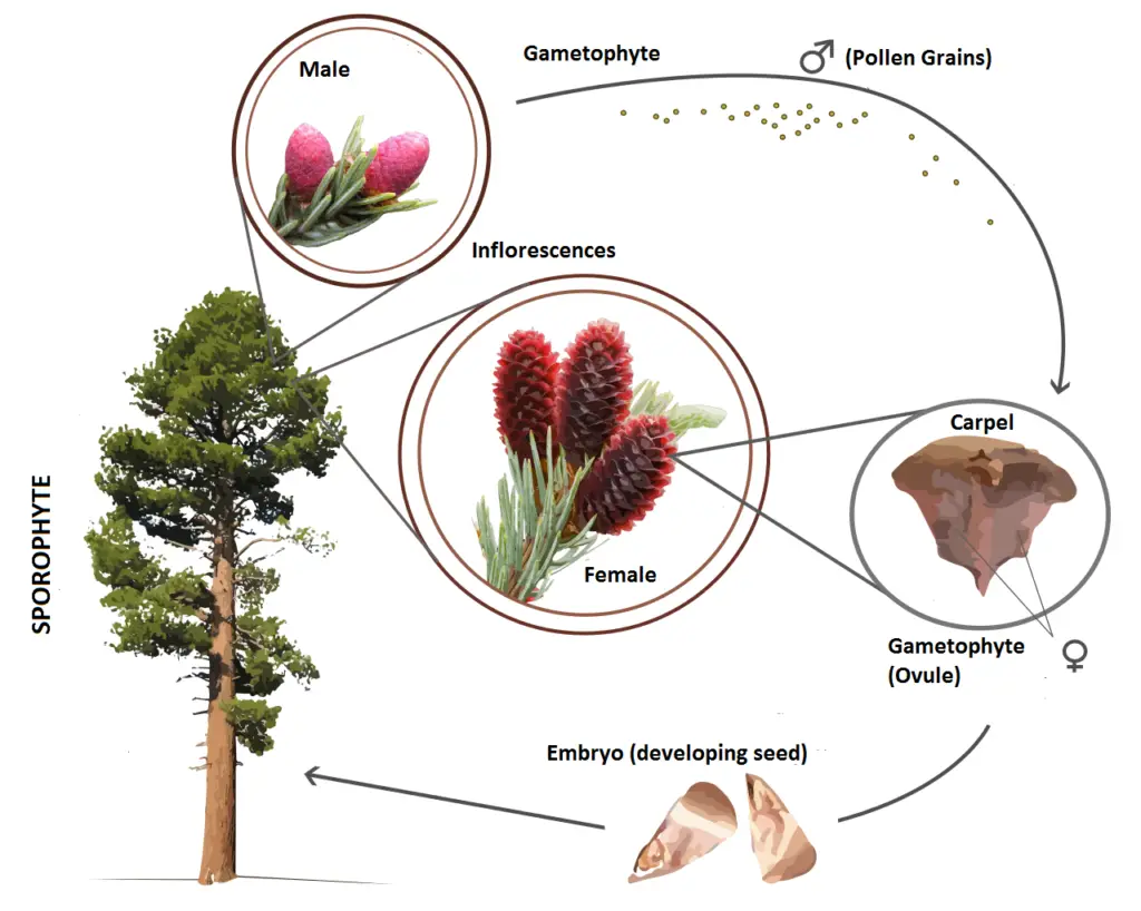 Gymnosperms Life Cycle