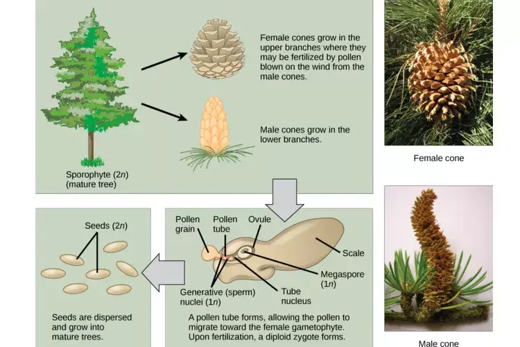 Gymnosperm Reproduction.