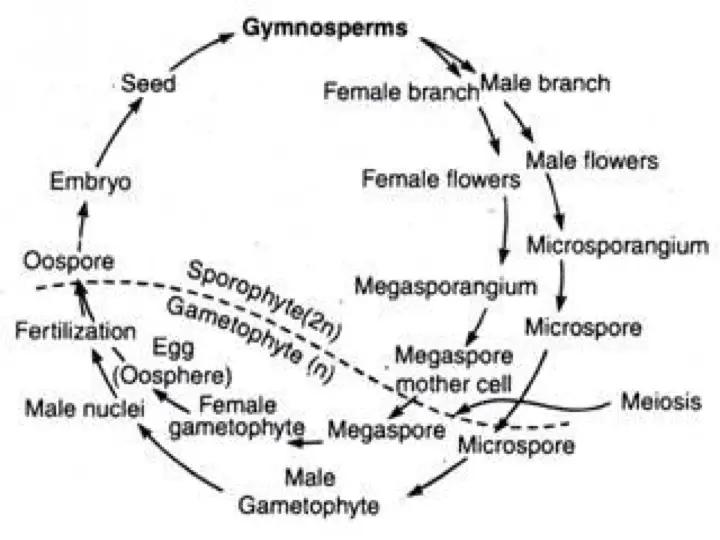 Gymnosperms