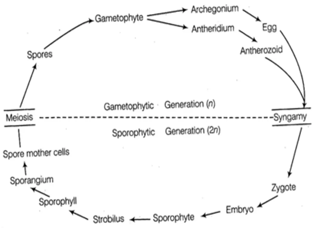 Pteridophytes