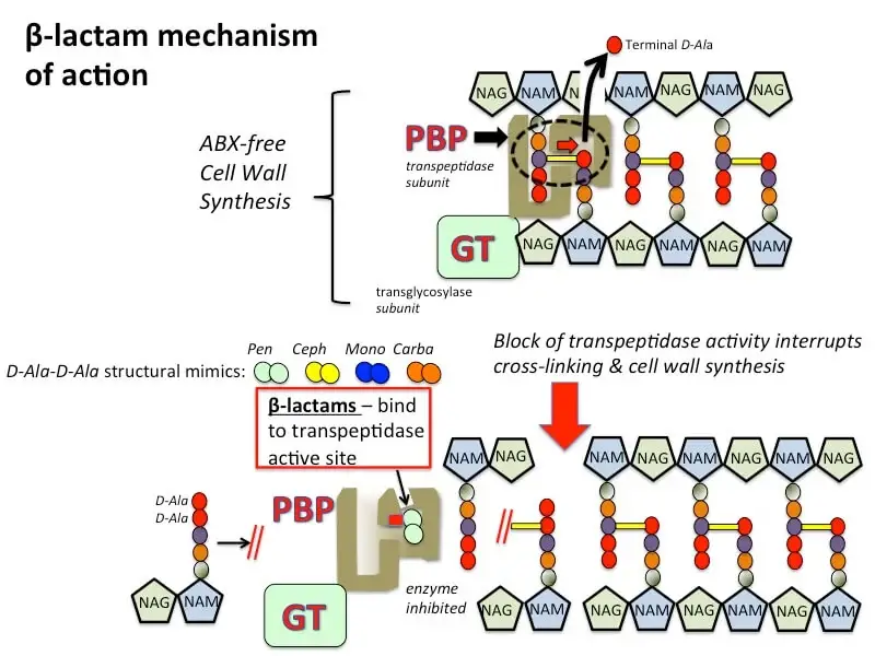 Mechanism of action of beta-lactam antibiotics. 