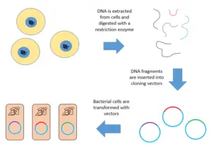 DNA Library – Types, Construction, Applications