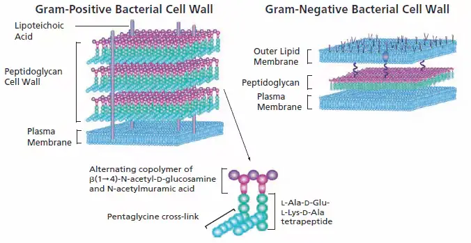 Cell Wall Synthesis Inhibitors - Mechanism, Examples - Biology Notes Online