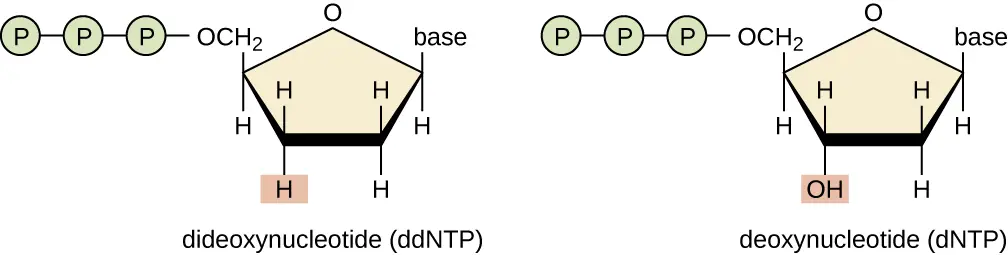 Principle of Sanger Sequencing