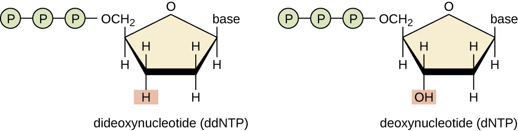 Principle of Sanger Sequencing