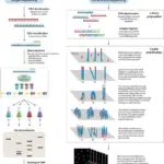 Sanger Sequencing vs Next Generation Sequencing (NGS)