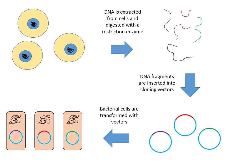 Genomic Library Construction