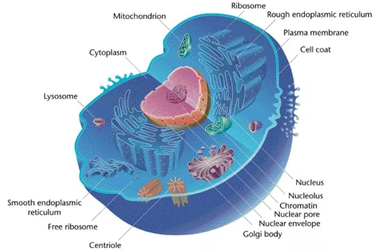 Animal cell organelles.
